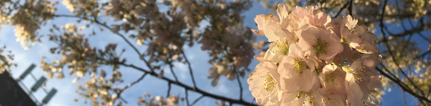 Prunus serrulata