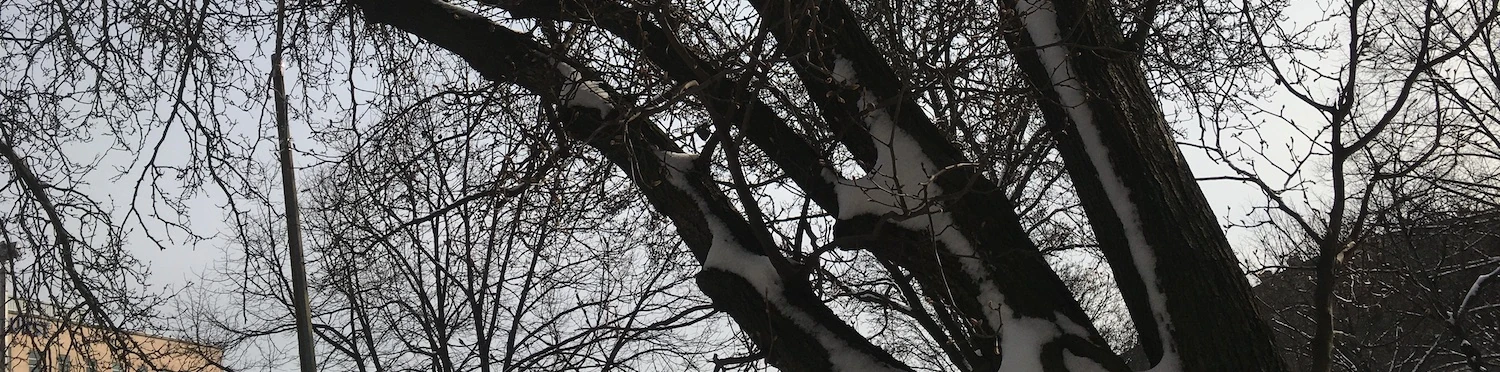 Staghorn sumac at East Side Outside Garden 10/26/2025